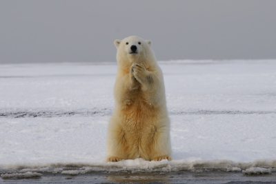 A polar bear stands on its hind legs, holding up one of its front paws in the air as if praying or greeting someone. The background is an icy landscape with snow-covered ground and water. There is not much detail to be seen other than what you see here, making it a simple yet striking photo that captures the majestic beauty of these animals. --ar 128:85