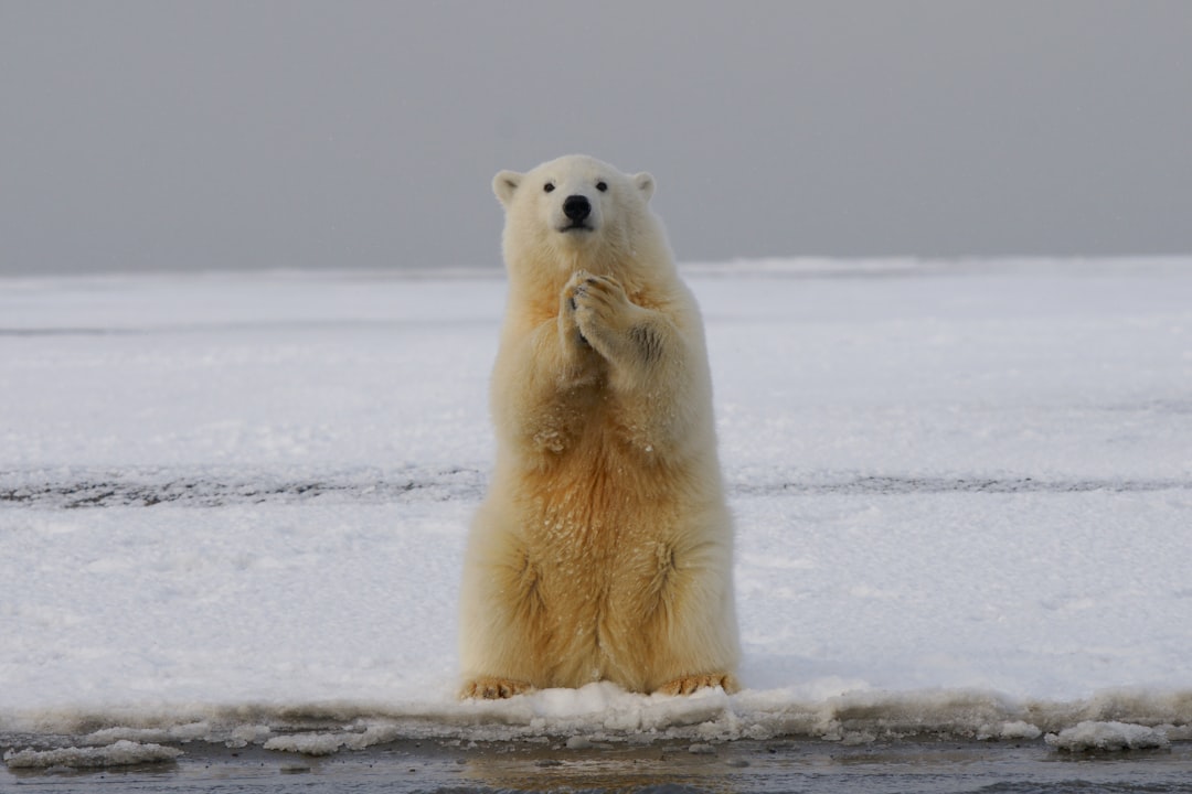 A polar bear stands on its hind legs, holding up one of its front paws in the air as if praying or greeting someone. The background is an icy landscape with snow-covered ground and water. There is not much detail to be seen other than what you see here, making it a simple yet striking photo that captures the majestic beauty of these animals. –ar 128:85