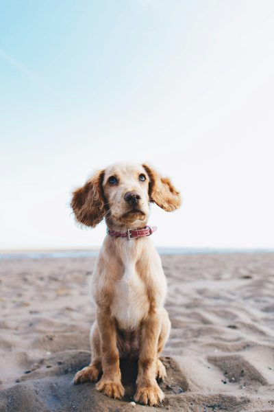 A cute English Cocker Spaniel puppy with big eyes, sitting on the beach in summer. The sky is clear and blue. Photographed by Sony Alpha A7 III camera with an f/2 lens. The dog's fur should be light brown or beige, and it has large ears that appear to blend into its head. It wears a pink collar around its neck, adding color contrast against the sandy background. --ar 85:128