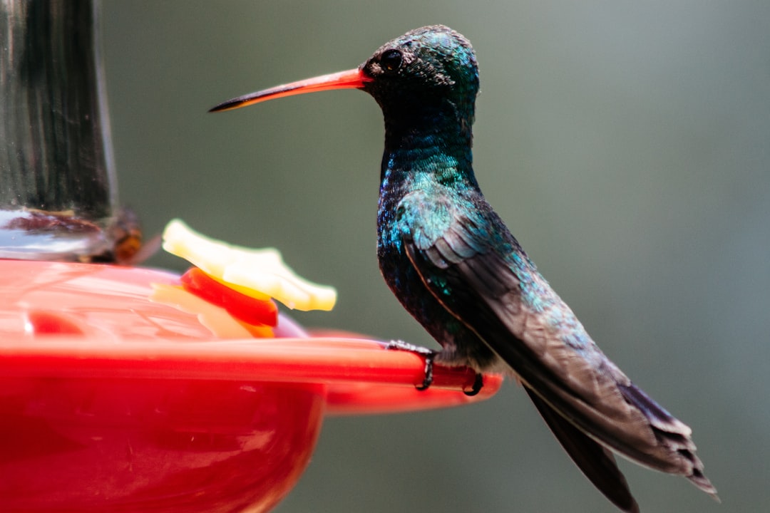 Photo of a hummingbird drinking from red liquid inside a window being full of food, with blue and green plumage and a black body. The photo is in the style of Chinese artist unknown. –ar 128:85