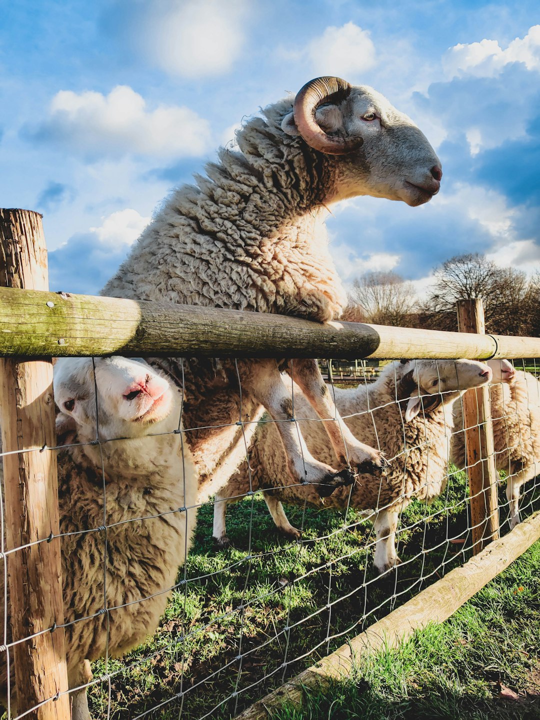 A photo of an old sheep with horns climbing over the fence and reaching for two sheeps that have fallen into their pen, sunny day, blue sky, shot on Canon EOS M50 Mark II camera, natural light, hyper realistic –ar 3:4