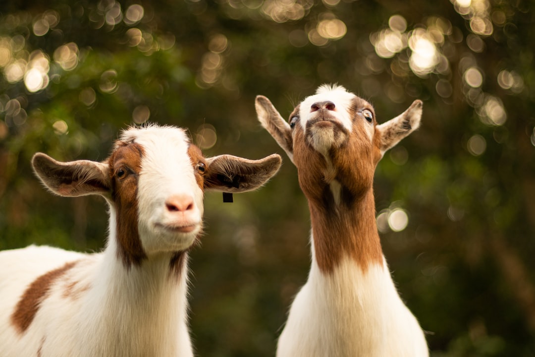 Two funny goats, one of them is looking up and smiling with his mouth closed, the second a cute little white and brown female goat standing behind him, with a nature background, a closeup portrait photography, with a bokeh blur effect, in the summer, with soft light, a high resolution photography, with depth of field, beautiful, sharp focus, ultra detailed, with natural lighting, in the style of a Hasselblad H6D400c MultiShot lens, 85mm f/2.8