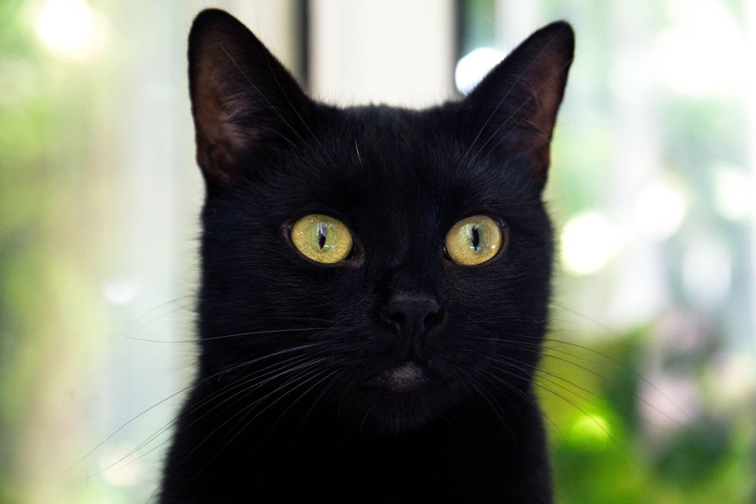 Black cat with yellow eyes looking at camera, closeup portrait, blurred background, bokeh effect, sunlight through window, green plants in the garden outside of home. Black cat portrait, yellow eye color, green leaves and trees in blur, natural light from glass windows. , stock photo 2/3 place for text –ar 128:85