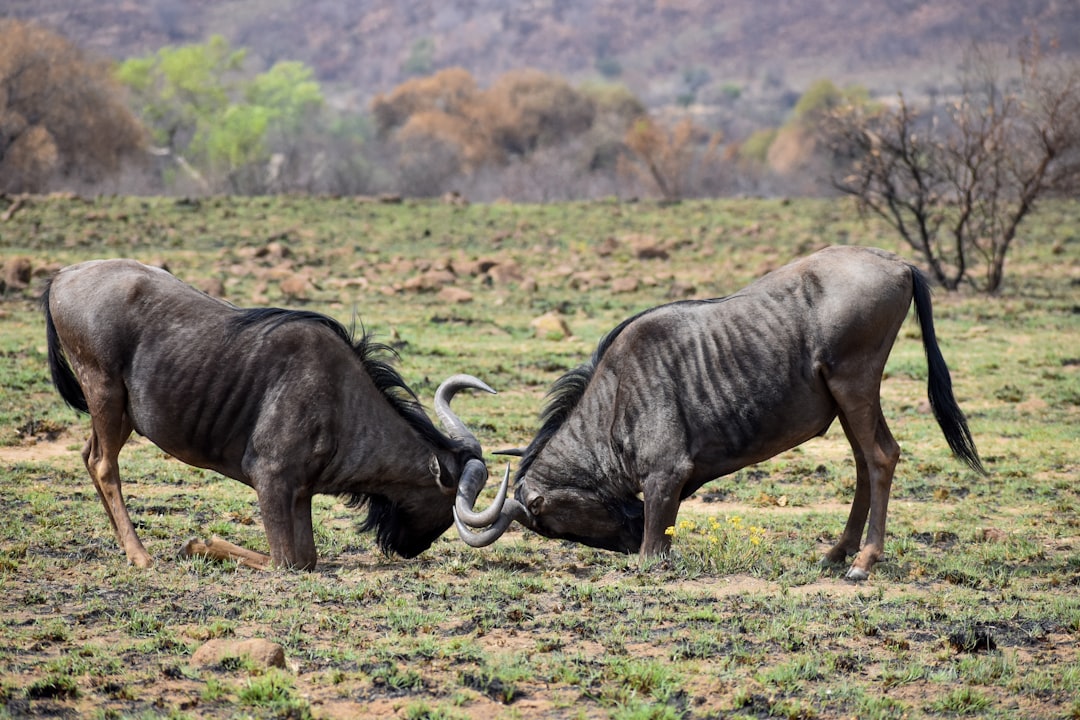 Two blue wildebeest fighting in the open savannah of South Africa. The scene was captured with a Nikon D850 DSLR, using an aperture of f/4 and an ISO of 230 to capture rich details. The composition is perfect. –ar 128:85