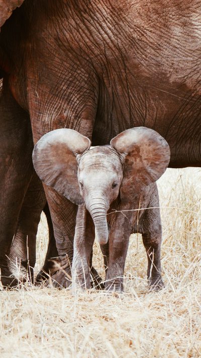 A cute baby elephant standing under its mother's feet, with big ears and long trunk, surrounded by the savannah grassland of Africa. in the style of Van Gogh. --ar 9:16