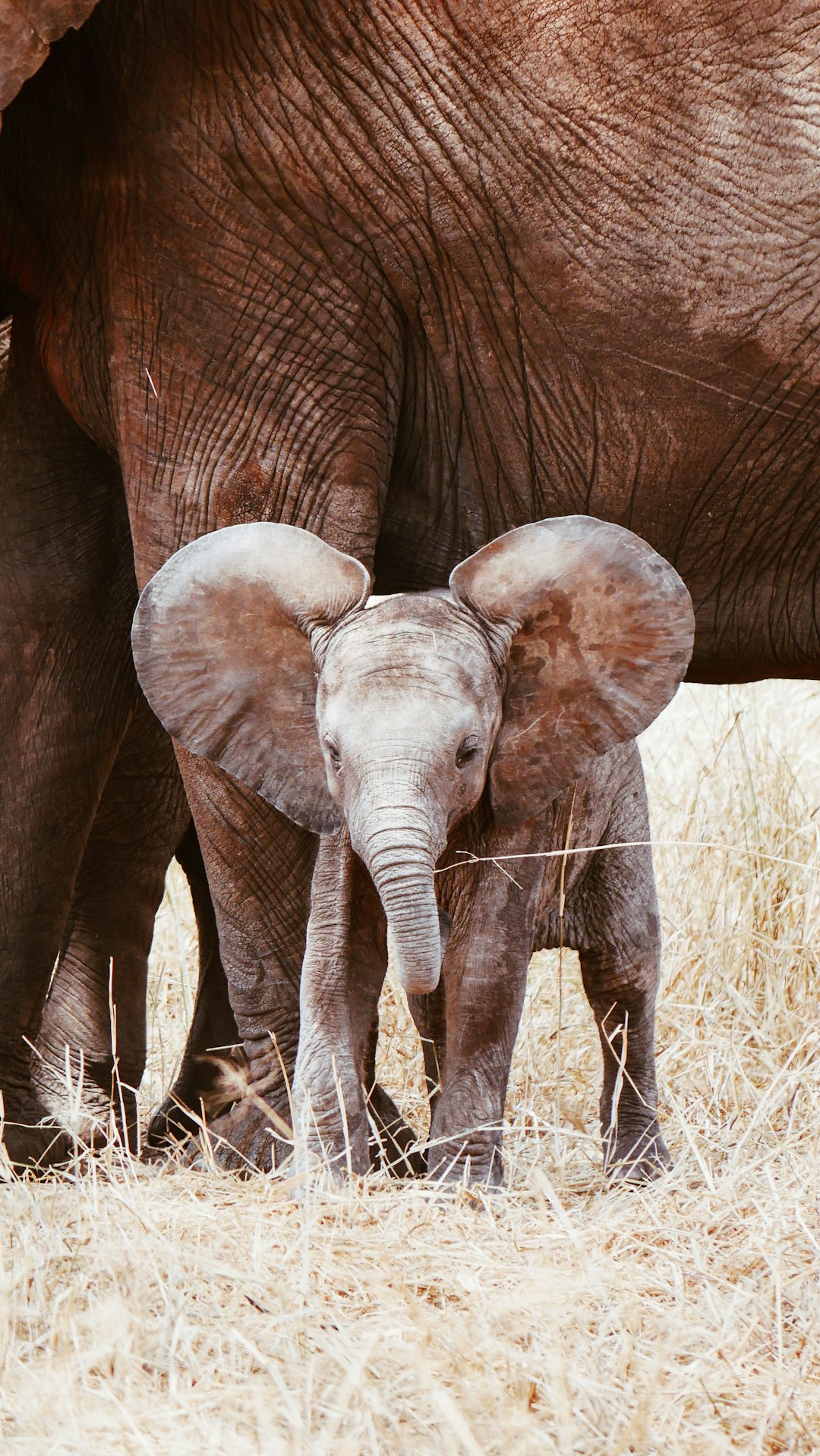 A cute baby elephant standing under its mother’s feet, with big ears and long trunk, surrounded by the savannah grassland of Africa. in the style of Van Gogh. –ar 9:16