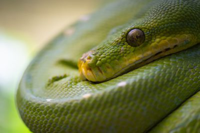 Closeup of the head and neck of a green python, with its scales in focus, coiled on itself. The background is blurred to emphasize it, highlighting details such as scale texture, slightly open mouth, eyes, reflection of light, yellow belly, scales, green color, natural environment. High resolution photography in the style of stock photo. --ar 128:85