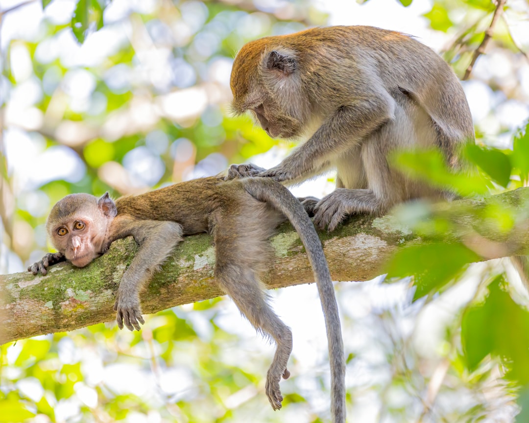 A mother monkey is massaging her sleeping baby on the branch of a tree on a sunny day, in the style of nature photography. –ar 64:51