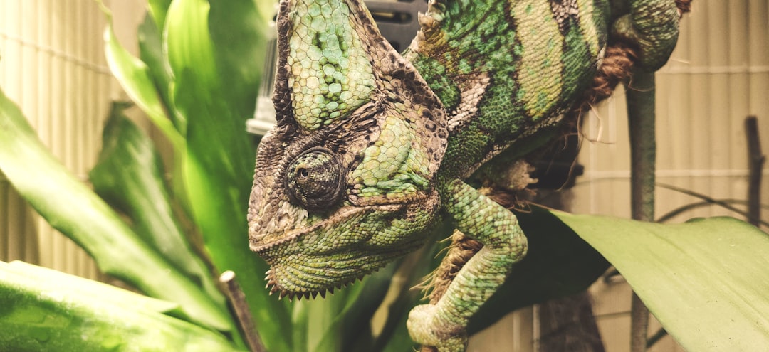 A closeup shot of an intricate green and brown chameleon hanging from the ceiling in its cage, surrounded by lush tropical plants inside a cozy home terrarium setup. The focus is on capturing details like scales, textures, and patterns that make it appear lifelike. Soft lighting creates gentle shadows around its body, adding depth to the scene. Shot with a Canon EFS 2056mm f/4 lens at ISO80 in the style of a vivid, detailed effect. –ar 64:29