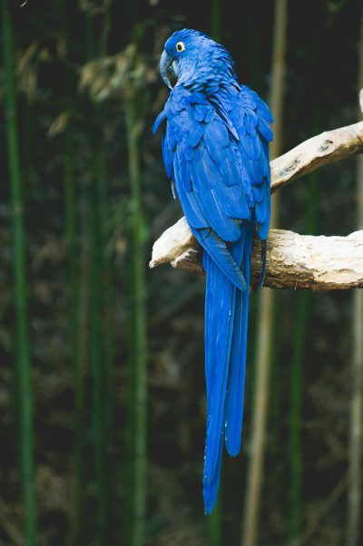 A blue macaw parrot sitting on the branch of a bamboo tree, shot with a Sony Alpha A9 II and a Mamiya RZ67 film camera in the style of different artists. --ar 85:128