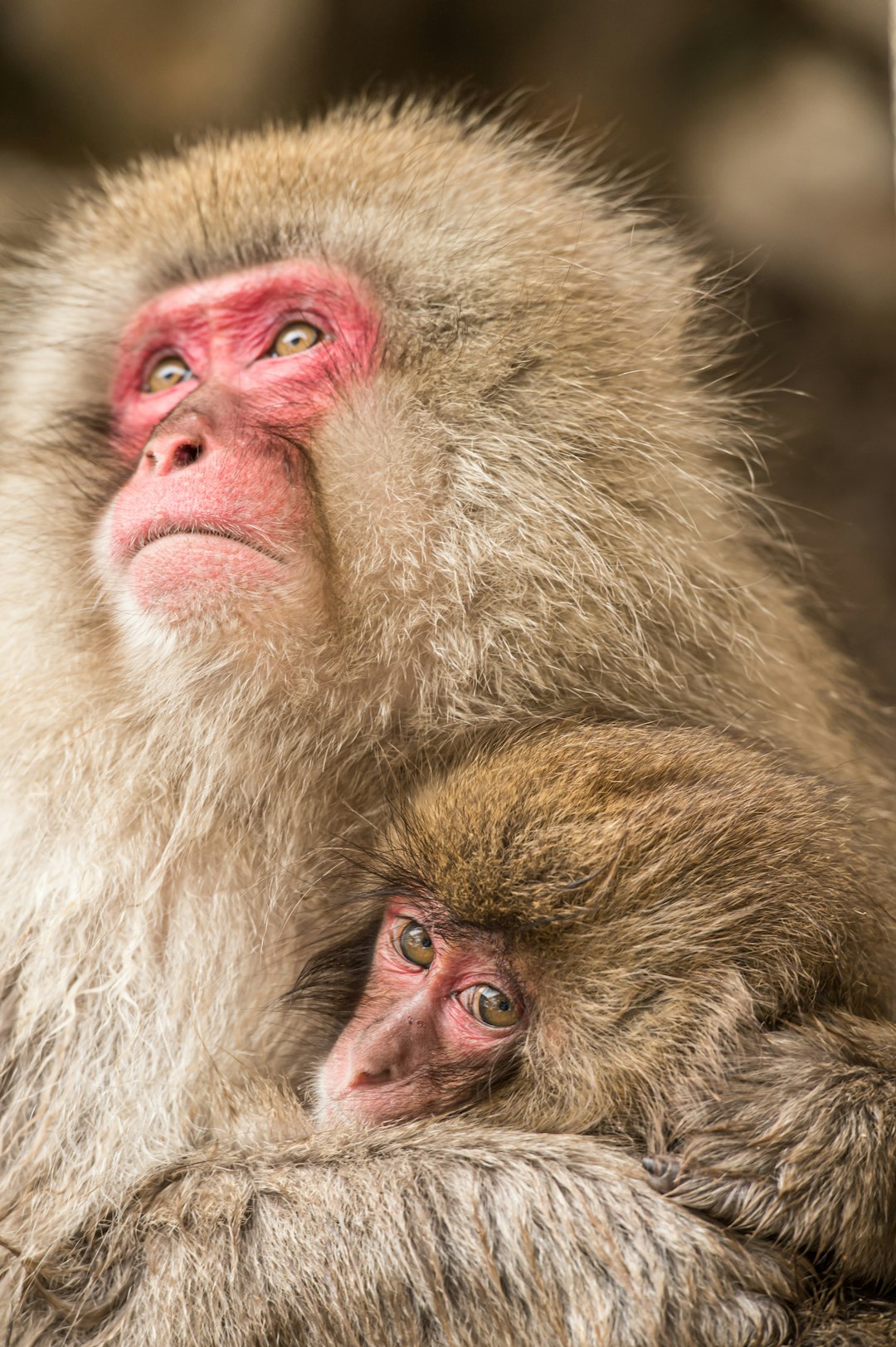 A Japanese macaque mother with pink cheeks and nose, holding her baby in her arms in nature, a closeup portrait. The monkey has long fur and is looking above, with detailed facial features and expressive eyes. This scene was captured using a Canon EOS5D Mark III camera with a macro lens. It showcases intricate details on both the mom’s face and the little one’s for a visually stunning depiction of these adorable animals in their natural habitat, in the style of nature photography. –ar 85:128