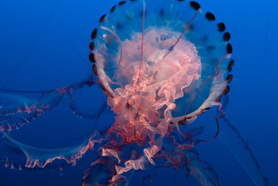 A jellyfish-shaped creature with multiple tentacles, pink and white coloration, a translucent body, floating in blue water, in the style of National Geographic photo. --ar 128:85