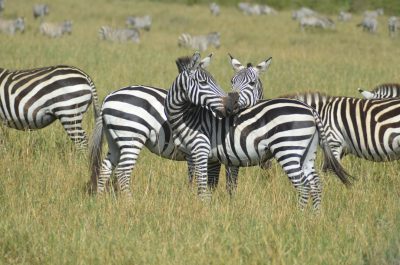 A group of zebras in the grasslands, each with distinctive black and white stripes. The animals appear to be interacting among their herd in a wide shot, in the style of National Geographic photos. --ar 32:21