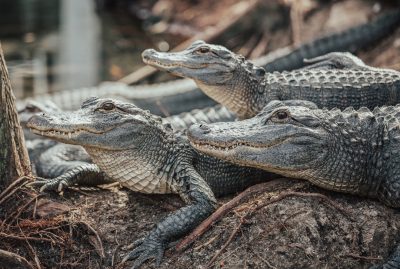 A group of alligators in their natural environment, photographed on a Canon R5 DSLR with realistic skin textures, in the style of portrait photography. --ar 64:43