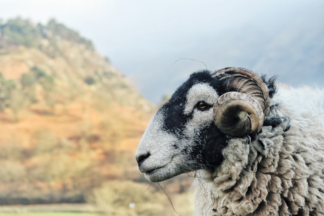 a close up photograph of the face and head profile of A Swillyrambo sheep with black wool on its back, looking at camera, in front of an English Lake District valley in winter, sunny day, –ar 128:85