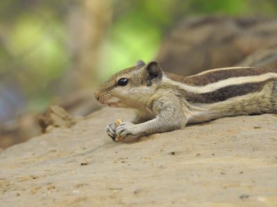 A beautiful photo of an Indian palm squirrel in its natural habitat, showcasing the small size and distinctive stripes on its fur as it delicately burrows under rocks or uses its tiny paws to pick up food from the ground. High resolution photography, stock photos. --ar 4:3