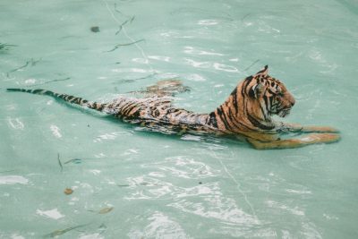 A tiger swimming in the water, full body shot, documentary photography, in the style of Kodak Portra film