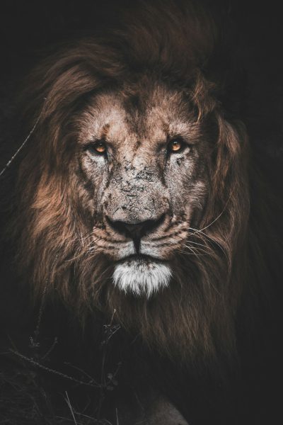 Portrait of an angry lion with a dark background and high contrast, animal photography in the style of canon eos r5 --ar 85:128