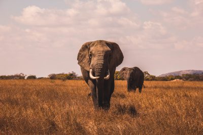 Photograph of an elephant in the savannah, two elephants walking towards the camera, shot with a Sony Alpha A7 III and an f/2 lens, soft natural light, wide angle, low angle perspective, brown grass field background, in the style of National Geographic. --ar 128:85