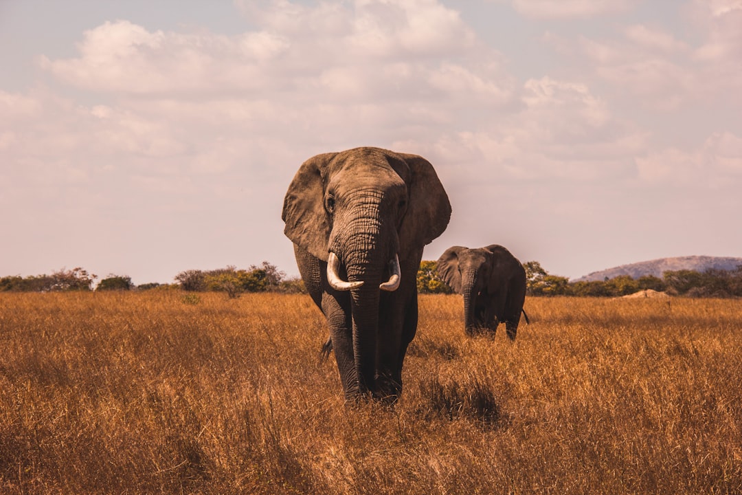 Photograph of an elephant in the savannah, two elephants walking towards the camera, shot with a Sony Alpha A7 III and an f/2 lens, soft natural light, wide angle, low angle perspective, brown grass field background, in the style of National Geographic. –ar 128:85