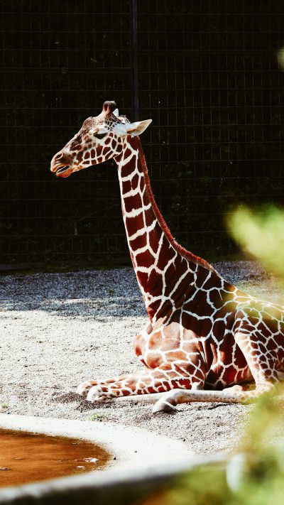 A giraffe is sitting on the ground in a full body portrait. The photo has a style of high-end photography documentary style, with sunlight shining through its head and back to form shadows on the background wall. The light white sand in front is covered with green plants. The fence behind it creates an atmosphere of calmness and serenity. Giraffes have long necks, spots, hard edges, curved horns, expressive eyes, a small mouth open at one end, and very short hair all over their bodies. --ar 9:16