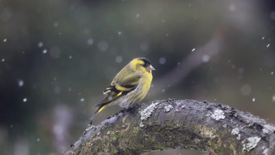 A siberian goldfinch sitting on an old mossy branch in the rain, snow falling, in the style of national geographic photo.