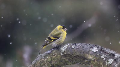 Siberian strokes, A yellow and black finch perched on an old mossy branch in the rain forest of Kitzbuhel at sunrise. Snowflakes falling from the sky. Closeup shot with a Sony Alpha α7 IV camera. A photo in the style of National Geographic, A picture in the style of National Geographic. --ar 16:9