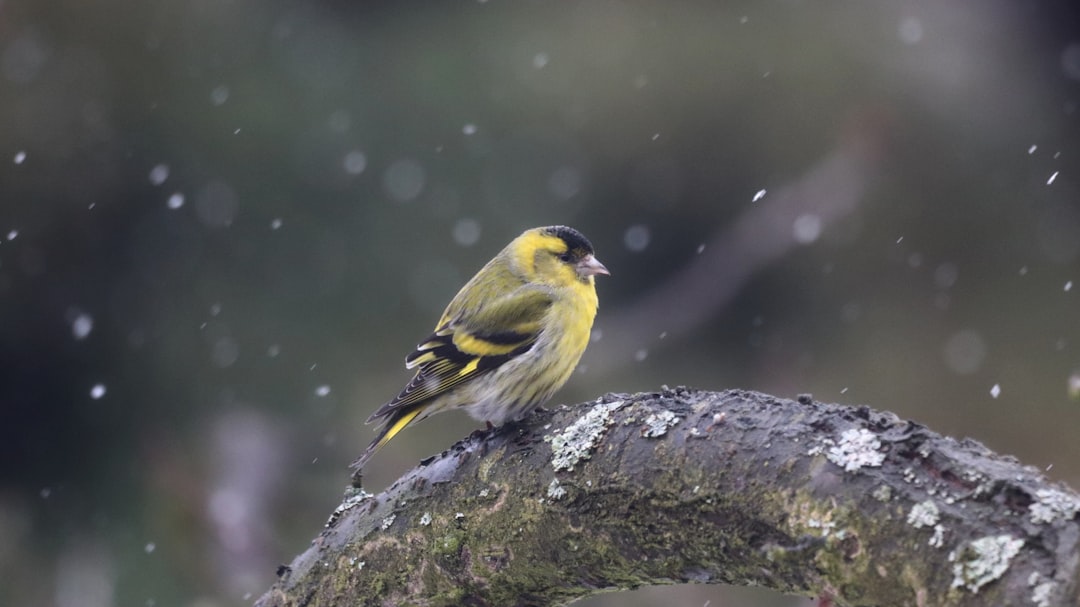 Siberian strokes, A yellow and black finch perched on an old mossy branch in the rain forest of Kitzbuhel at sunrise. Snowflakes falling from the sky. Closeup shot with a Sony Alpha α7 IV camera. A photo in the style of National Geographic, A picture in the style of National Geographic. –ar 16:9