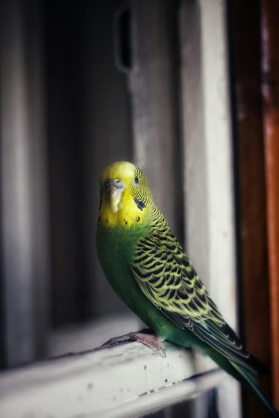 A green and yellow budgie sitting on the windowsill of an apartment, in a photo taken with a Canon R5, 30mm lens, f/2.8 aperture, shutter speed 764, ISO 98, without using a flash. --ar 85:128