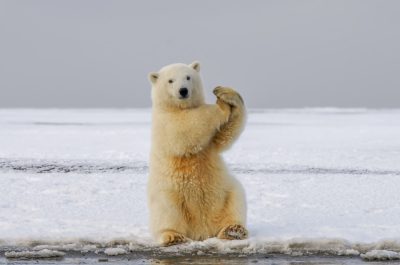 A cute polar bear standing on its hind legs, waving at the camera with one paw raised in greeting, set against an icy arctic landscape. The scene captures a playful and friendly demeanor of young adult male Polar Bear standing upright, standing up like human being, and holding his hand out to greete you. Shot by photographer [Martin Parr](https://goo.gl/search?artist%20Martin%20Parr) using Nikon D850, NIKKOR Z6, f/2 lens, aperture f4, shutter speed 32 , ISO 700, 95 mm focal length --ar 32:21