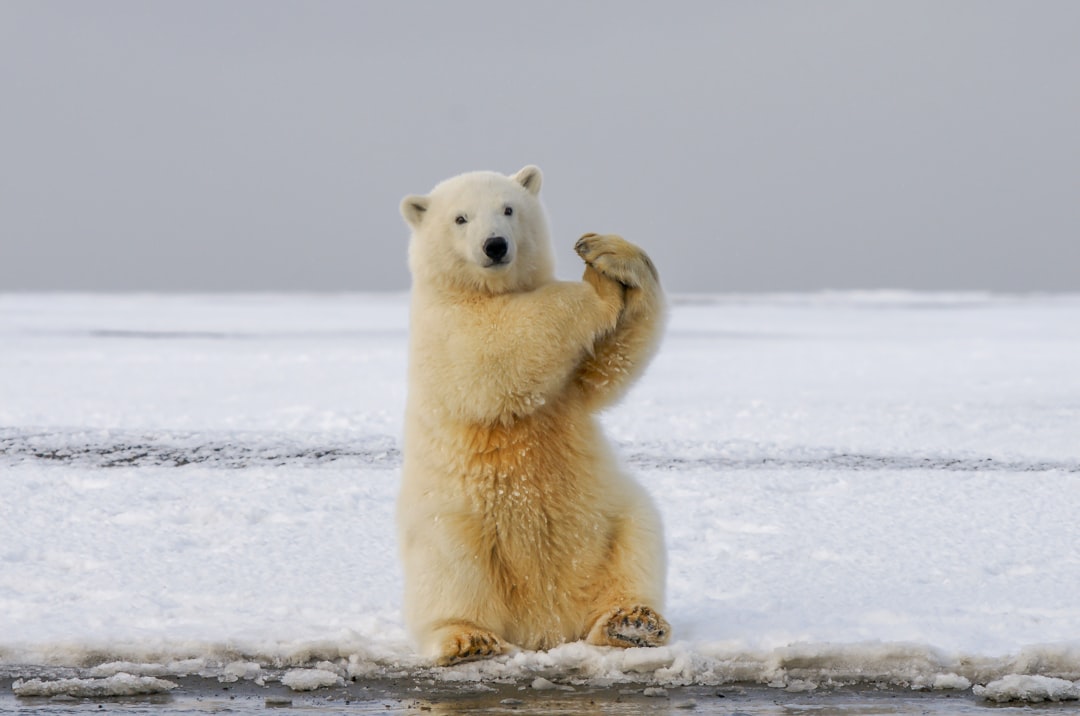 A cute polar bear standing on its hind legs, waving at the camera with one paw raised in greeting, set against an icy arctic landscape. The scene captures a playful and friendly demeanor of young adult male Polar Bear standing upright, standing up like human being, and holding his hand out to greete you. Shot by photographer [Martin Parr](https://goo.gl/search?artist%20Martin%20Parr) using Nikon D850, NIKKOR Z6, f/2 lens, aperture f4, shutter speed 32 , ISO 700, 95 mm focal length –ar 32:21