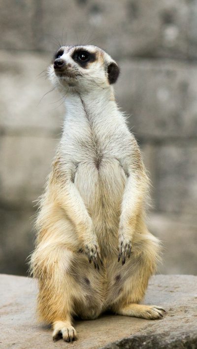 Photo of an adorable meerkat standing on its hind legs, its back puffed up and looking to the side. The background is a rock wall in the zoo's outdoor enclosure. The fur should be light brown with black spots around its eyes and neck. Its hands rest behind it as it gazes curiously at something off camera. It stands upright, showcasing its slender body and long tail. This photo captures their playful yet curious nature in the natural setting of the wildlife park in the style of the wildlife photographer. --ar 9:16