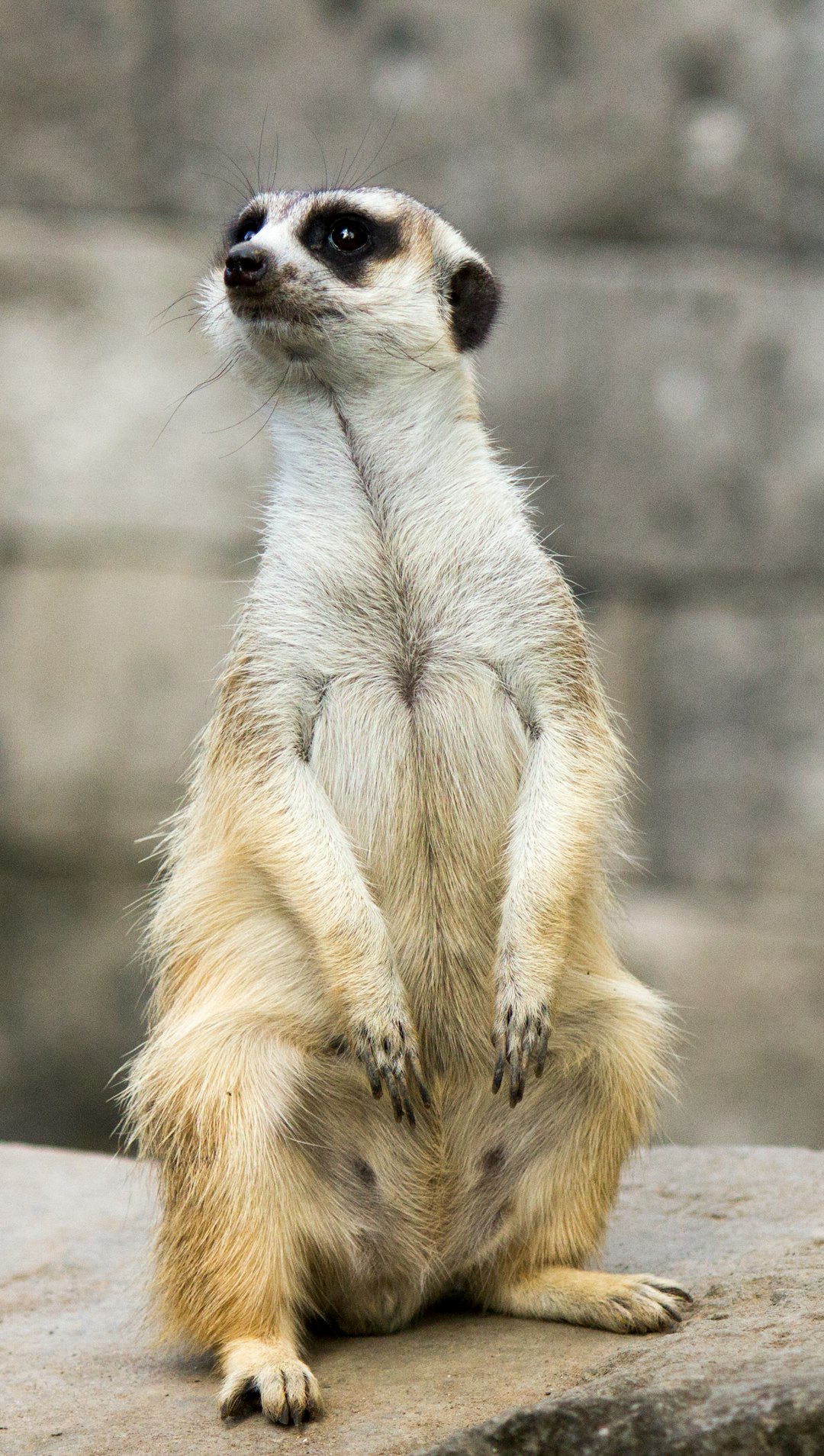 Photo of an adorable meerkat standing on its hind legs, its back puffed up and looking to the side. The background is a rock wall in the zoo’s outdoor enclosure. The fur should be light brown with black spots around its eyes and neck. Its hands rest behind it as it gazes curiously at something off camera. It stands upright, showcasing its slender body and long tail. This photo captures their playful yet curious nature in the natural setting of the wildlife park in the style of the wildlife photographer. –ar 9:16