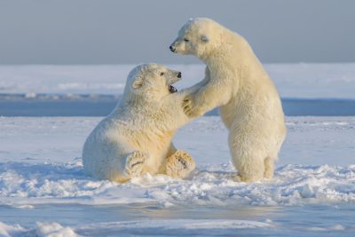 A pair of polar bears playing together on the icy tundra, showcasing their playful and majestic nature in an arctic setting. The photo captures these iconic animals engaged in friendly combat or play with each other, creating a charming scene that highlights both the strength and grace found within wildlife. The ultrarealistic photograph was captured at high resolution of 16k, in the style of wildlife photography. --ar 128:85