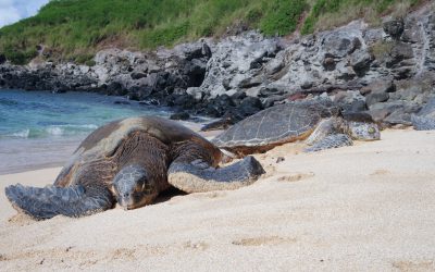 Hawaiian sea turtles resting on the beach, photograph in the style of Canon EOS R5. --ar 8:5