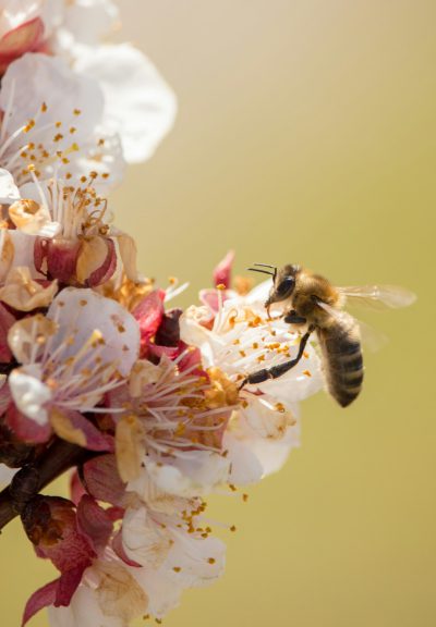 A close up photo of an apricot blossom with a honey bee. Depth of field and macro photography with soft shadows and a clean, sharp focus on the subject against a bokeh background lit by natural light. The photo has a magazine style with minimal editing and a professional color grade that enhances the natural features. --ar 89:128