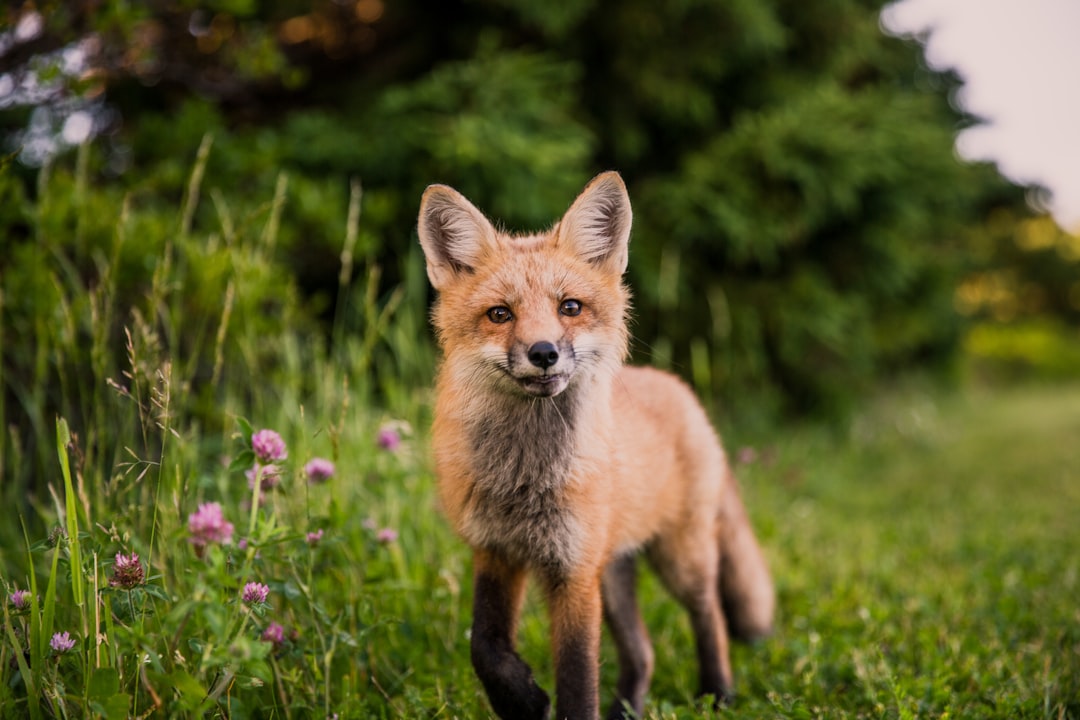 A red fox cub standing in the grass, looking at the camera, surrounded by green trees and a purple clover field, in the summer time, Nikon D850 DSLR 4k photography in the style of Nikon. –ar 128:85