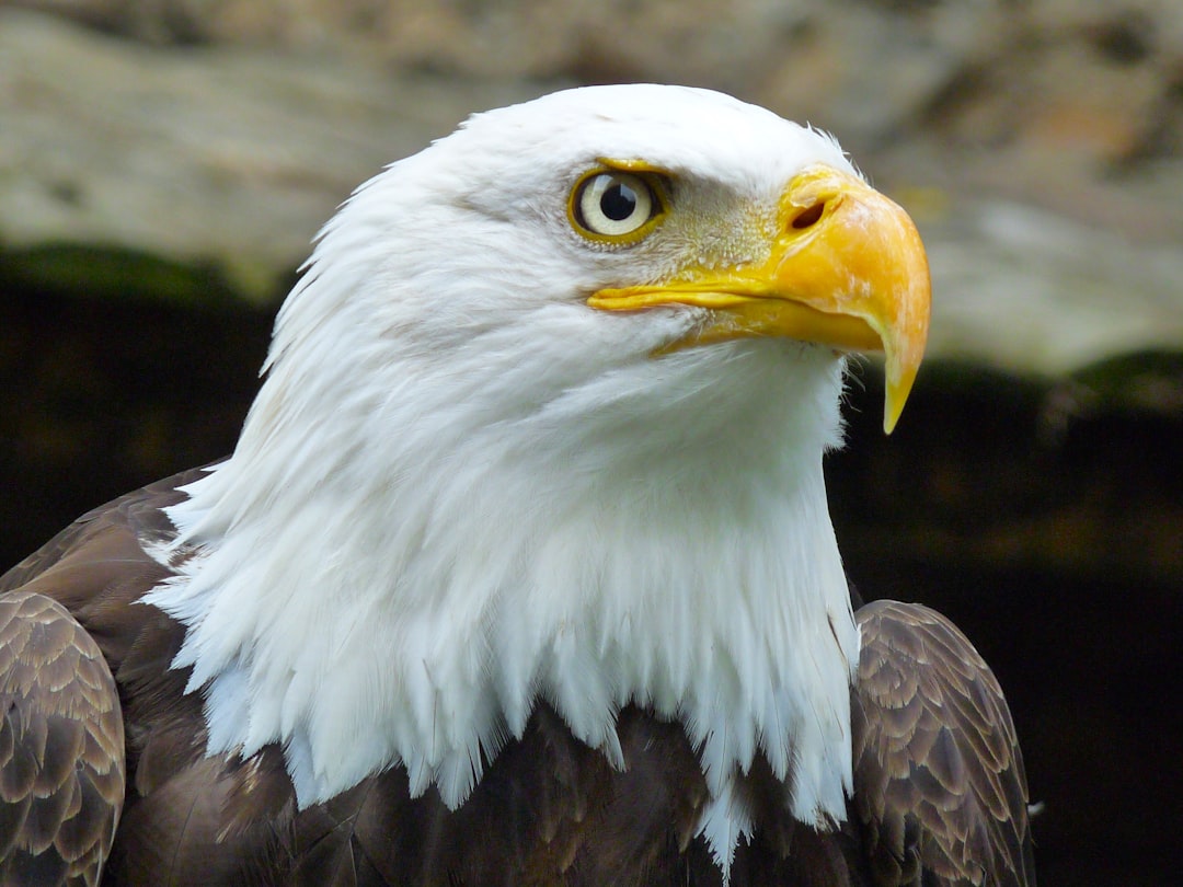 Closeup of an American bald eagle’s head, white and yellow feathers, intense gaze, natural background of forest or rock formations. High resolution, professional photograph in the style of natural scenery. –ar 4:3