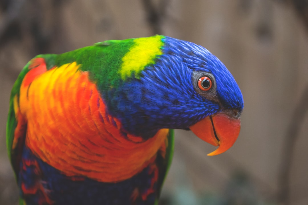 A closeup of the head and neck, showing bright blue chest feathers with green shoulders, yellow under the chin to chest area, orange beak, red eyes, and vivid plumage. The background is blurred to focus on the bird’s face. This photo was taken with a Nikon D850 camera using an f/2 lens at ISO 400 to achieve a filmlike quality. –ar 128:85