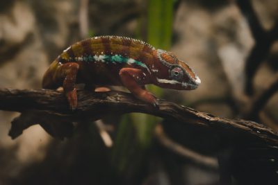 A panther chameleon on a branch, cinematic, 35mm lens, f/22 aperture, in the style of 35mm lens. --ar 128:85