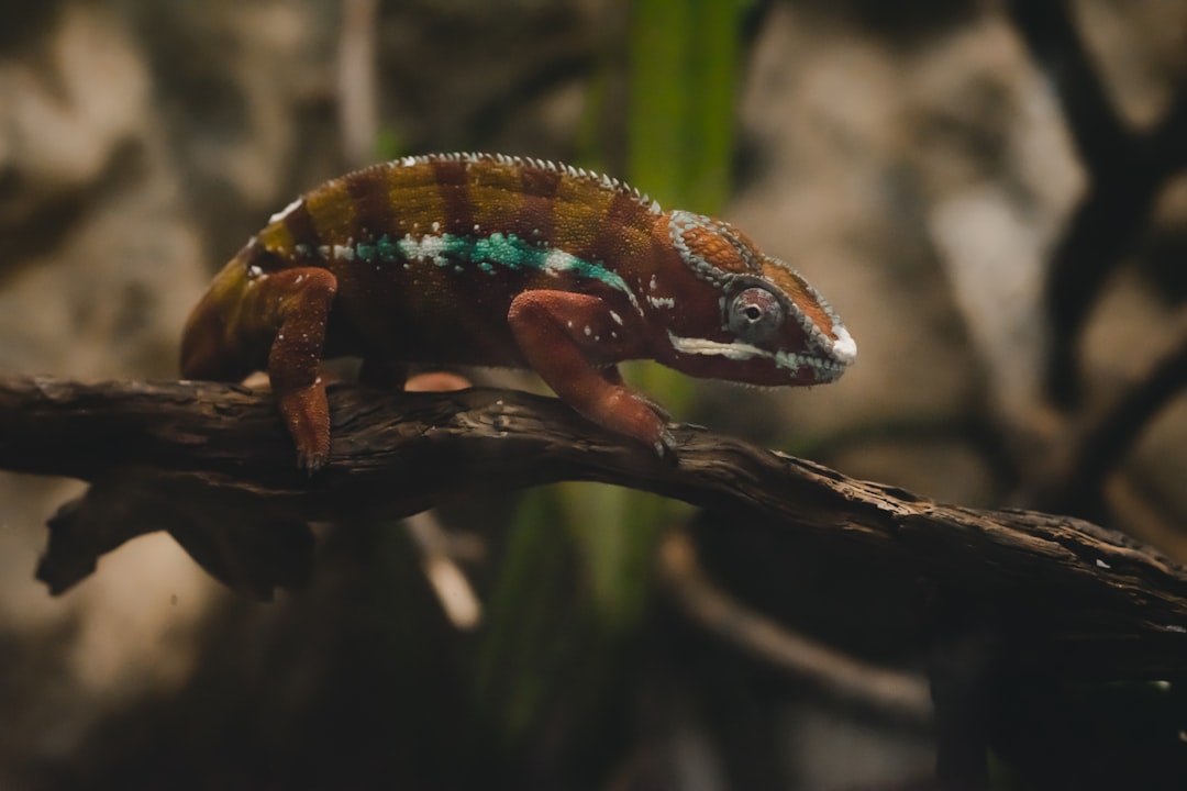 A panther chameleon on a branch, cinematic, 35mm lens, f/22 aperture, in the style of 35mm lens. –ar 128:85