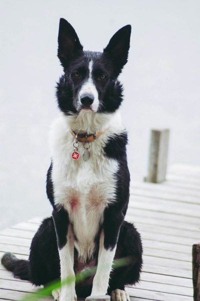 portrait photo of a black and white border collie, sitting on a wooden dock by a lake, in a full body pose looking at the camera over her shoulder with one ear up wearing a red collar with a dog tag, in beautiful daylight. --ar 85:128