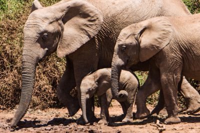 A family of elephants, including the mother and baby elephant, walking together in an African savannah. The photo focuses on the faces, taken with a Nikon D850 DSLR camera with a Nikkor 24-70mm f/3 lens, aperture f/9, ISO 640, shutter speed 1/10 sec. --ar 128:85