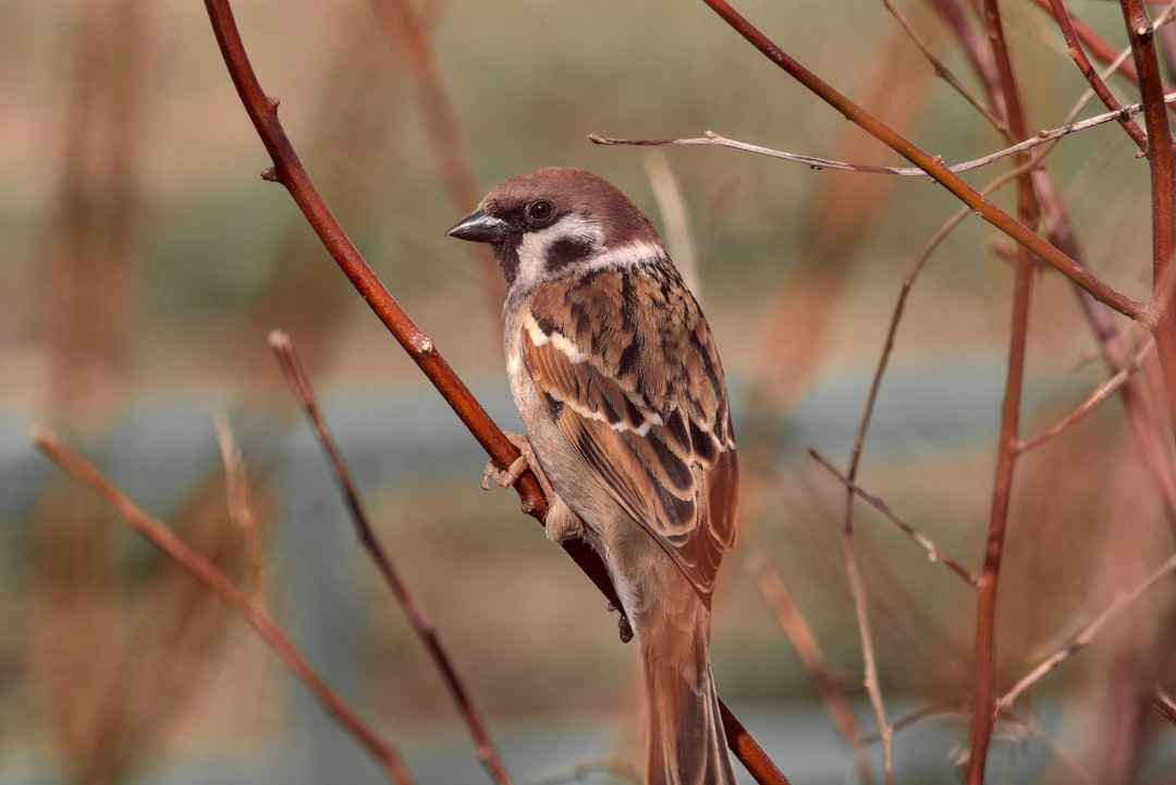 Photo of a Tree sparrow on a branch, in marshland, with a shallow depth of field and blurry background, taken with a Nikon D750 lens suitable for wildlife photography in the style of Nikon. –ar 128:85