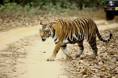 Tiger walking on the road in Ranthambore National Park, India. photo by canon eos r5 --ar 128:85