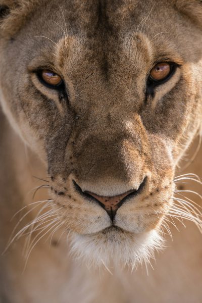 A close-up portrait of an African lioness, capturing the intensity in her eyes and detailed fur texture. The background is blurred to emphasize the subject, shot with a Nikon D850 using a 24-70mm f/3.9 lens at ISO64, shutter speed 500 sec, and aperture wide open. --ar 85:128