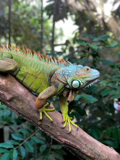 A green iguana with blue spots is sitting on the branch of an tree in rainforest, iPhone pro max photography style, high resolution, sharp focus, high quality --ar 3:4