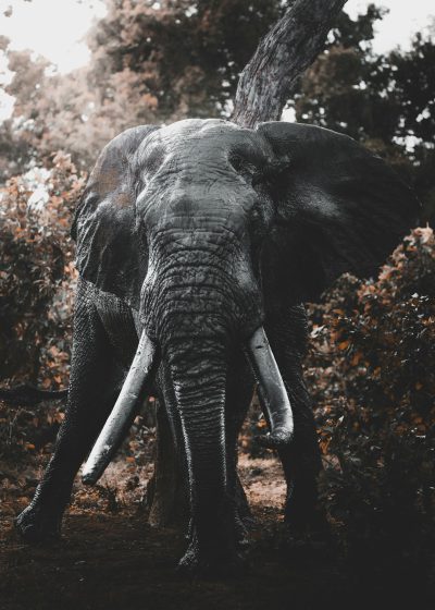 An elephant with its trunk raised, standing in the forest, portrait photography, cinematic feel, animal focus, large white tusks, gray skin color, wide shot, natural lighting, moody, wildlife, wide lens, in the style of wild life. --ar 91:128