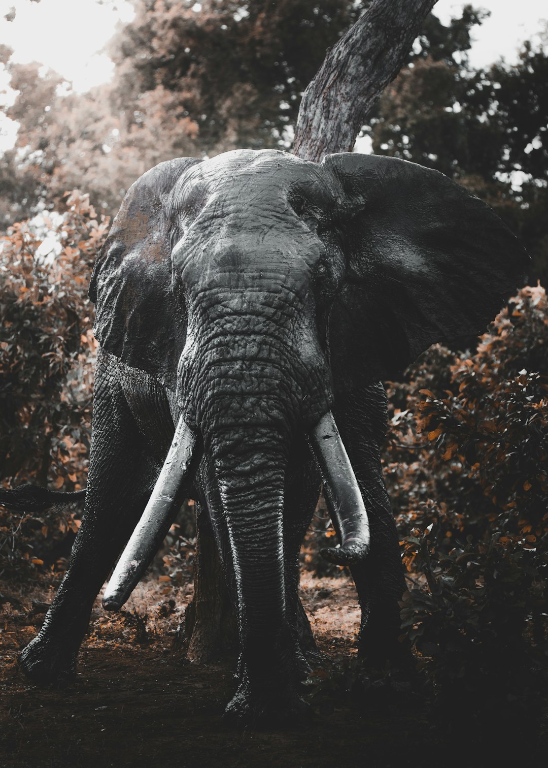 An elephant with its trunk raised, standing in the forest, portrait photography, cinematic feel, animal focus, large white tusks, gray skin color, wide shot, natural lighting, moody, wildlife, wide lens, in the style of wild life. –ar 91:128