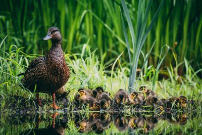 Duck with ducklings in the grass near water, realistic photo shoot, high resolution photography, professional photograph, natural lighting, nature scene, natural background, greenery, natural landscape, pond, pond bank, wild plant life, close up shot of ducks and a mother mallard on the edge of an opening in swampy marshland, in the style of natural lighting. --ar 128:85